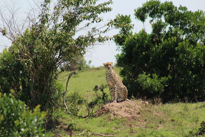 Cheetah staring