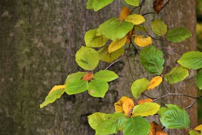 High angle view of yellow leaves