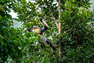 Low angle view of monkey on tree