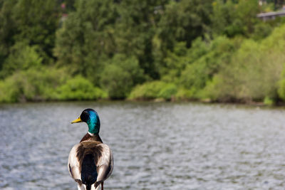 Bird in a lake