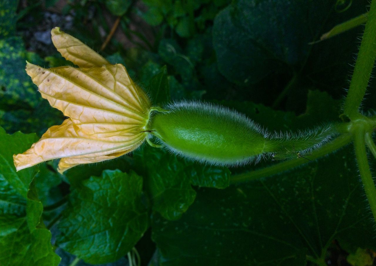 CLOSE-UP OF GREEN LEAVES ON YELLOW FLOWER