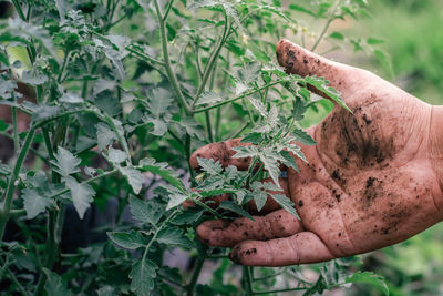 Midsection of person holding plant