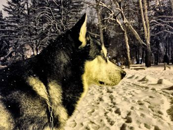 Close-up of dog during winter