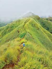 Scenic view of grassy field