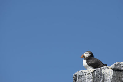 Low angle view of bird perching on rock against clear blue sky