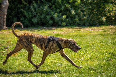 View of a dog walking on field