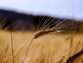 Close-up of wheat growing on field against sky