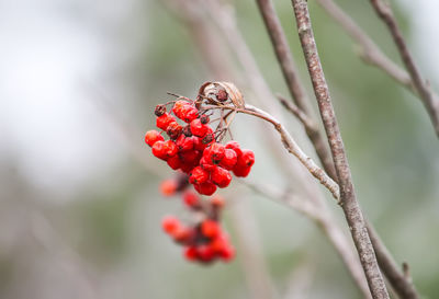 Red rowanberry