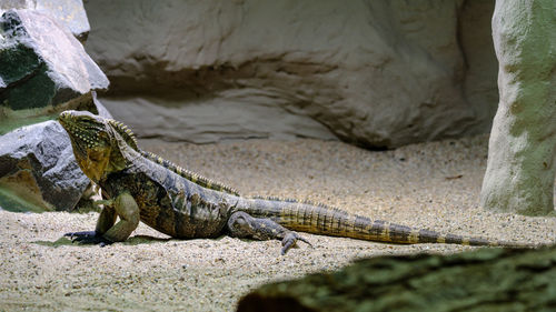 Close-up of a lizard on rock