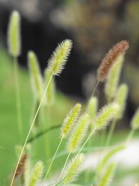 Close-up of plant