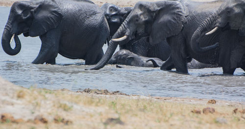 View of elephant in water