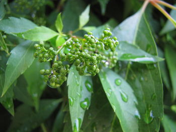 Close-up of raindrops on leaves