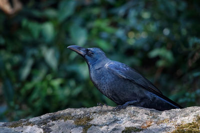 Close-up of bird perching on rock