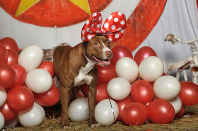 High angle view of dog with balloons