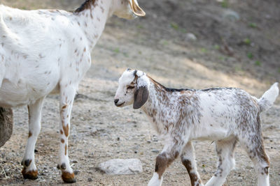 Baby goat standing in a field