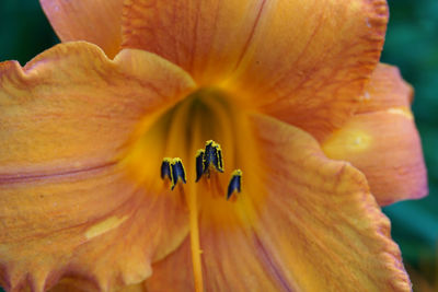 Muted yellow daylily macro