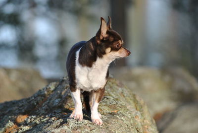 Dog on rock by water