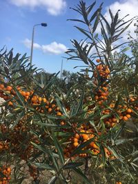 Close-up of fruits growing on tree against sky