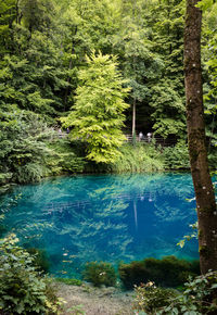 Scenic view of lake amidst trees in forest