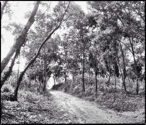 Dirt road passing through forest