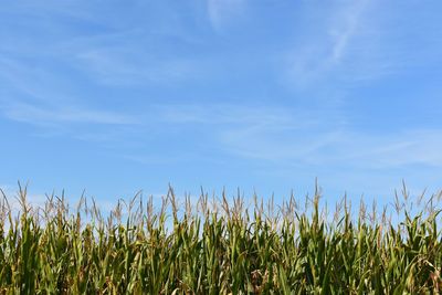 Close-up of wheat field against blue sky