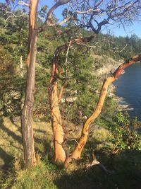 Trees growing against sky