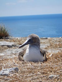 Seagull on a beach