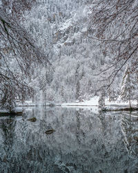 Reflection of trees in lake