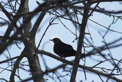 Low angle view of bird perching on branch