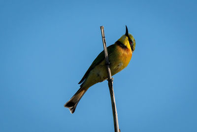 Little bee-eater on bare branch looking up