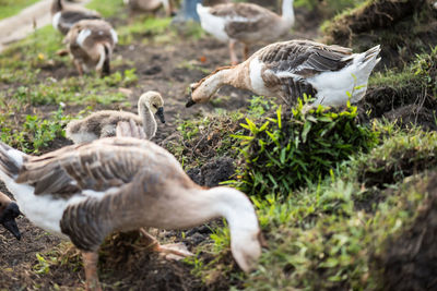Group of goose on field