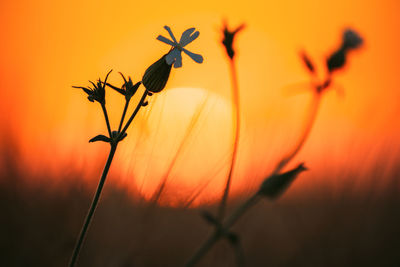 Close-up of plant against orange sky