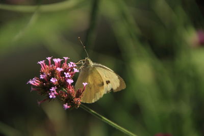 Close-up of butterfly pollinating on flower