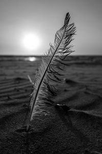 Close-up of feather on beach