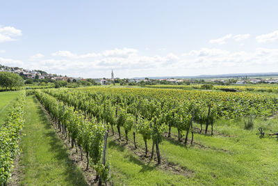 Scenic view of vineyard against sky