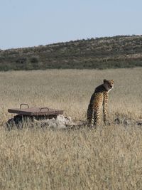 Cheetah on field