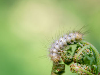 Close-up of dandelion on plant