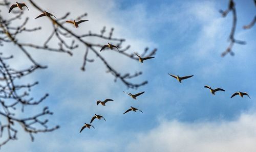 Low angle view of birds flying against sky