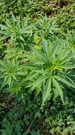 Close-up of fresh green plants