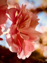 Close-up of pink cherry blossom