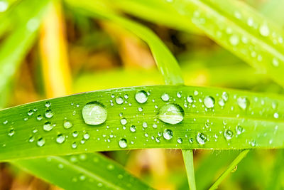 Close-up of raindrops on leaf