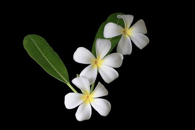 Close-up of white flower against black background