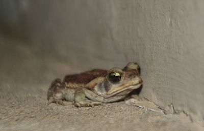 Close-up of lizard