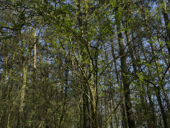 Low angle view of bamboo trees in forest