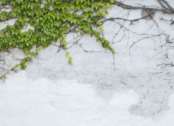 Close-up of snow on plant