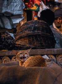 Cat with mouth open sitting on sack