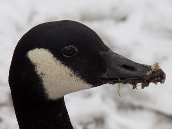 Close-up of swan