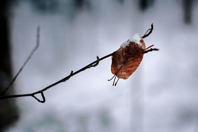 Red autumn leaf on a tree branch. first snow.