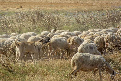 Sheep grazing in a field