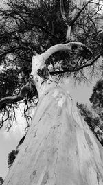 Low angle view of tree against sky